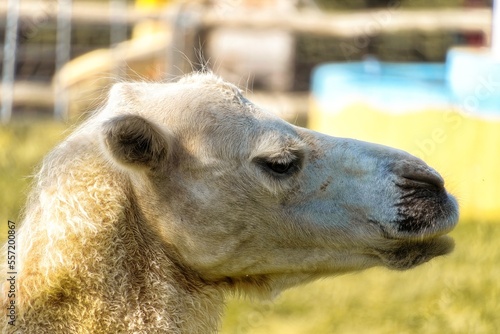 portrait of a white camel