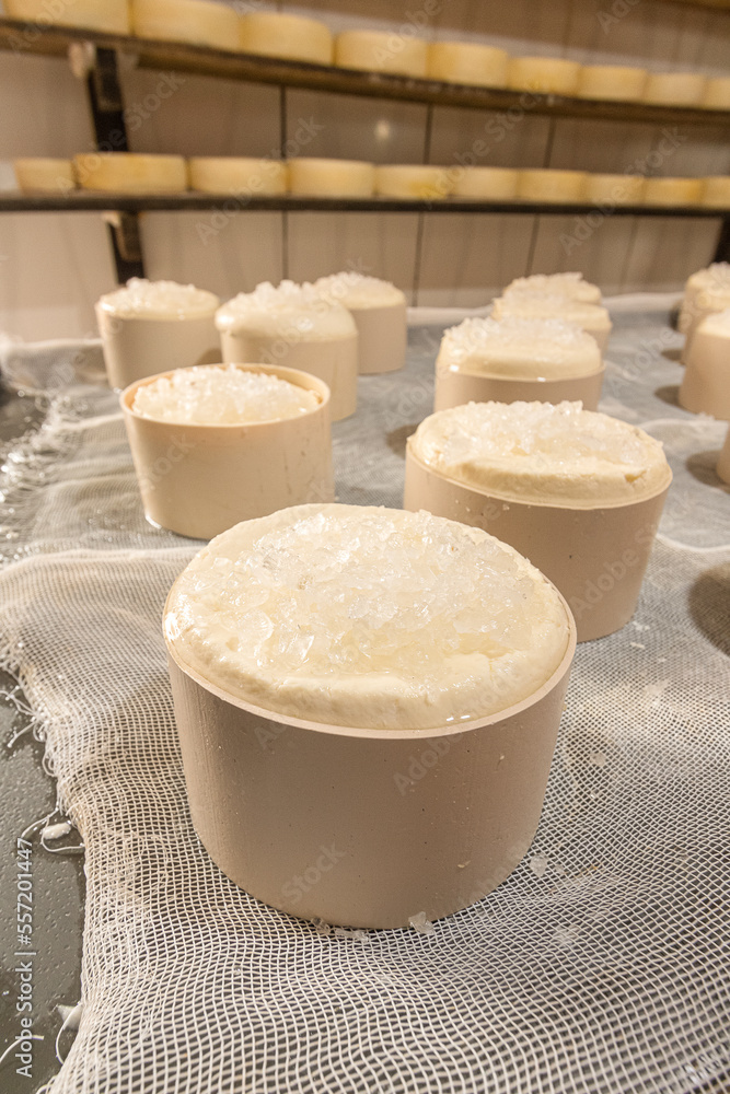 Queijo Canastra em produção salga Queijo Canastra em produção salga