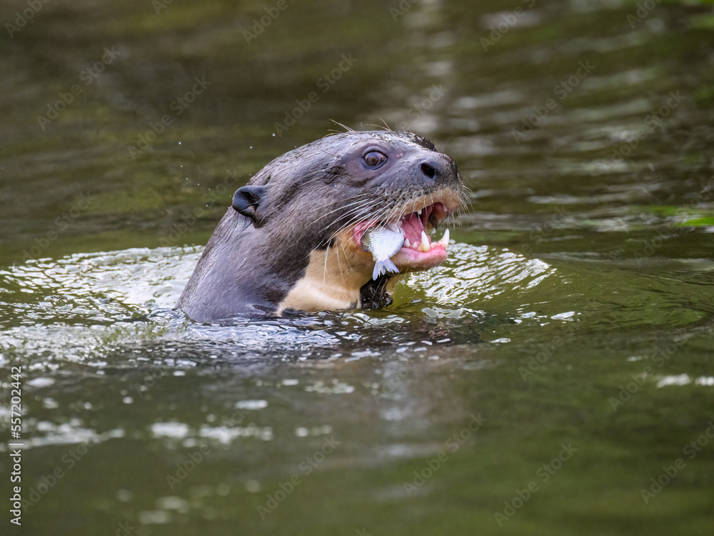 Obraz premium Close-up of Giant Otter swimming in green water and eating a fish