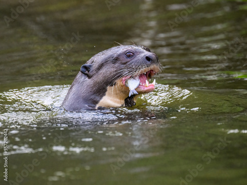 Close-up of Giant Otter swimming in green water and eating a fish