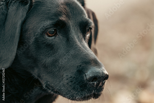 Black labrador retriever headshot