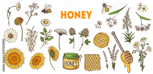 Honey hand drawn vector illustration. Healthy food illustration. Hand drawn cartoon elements collection. Honeycomb, bee, flowers, jar of honey.