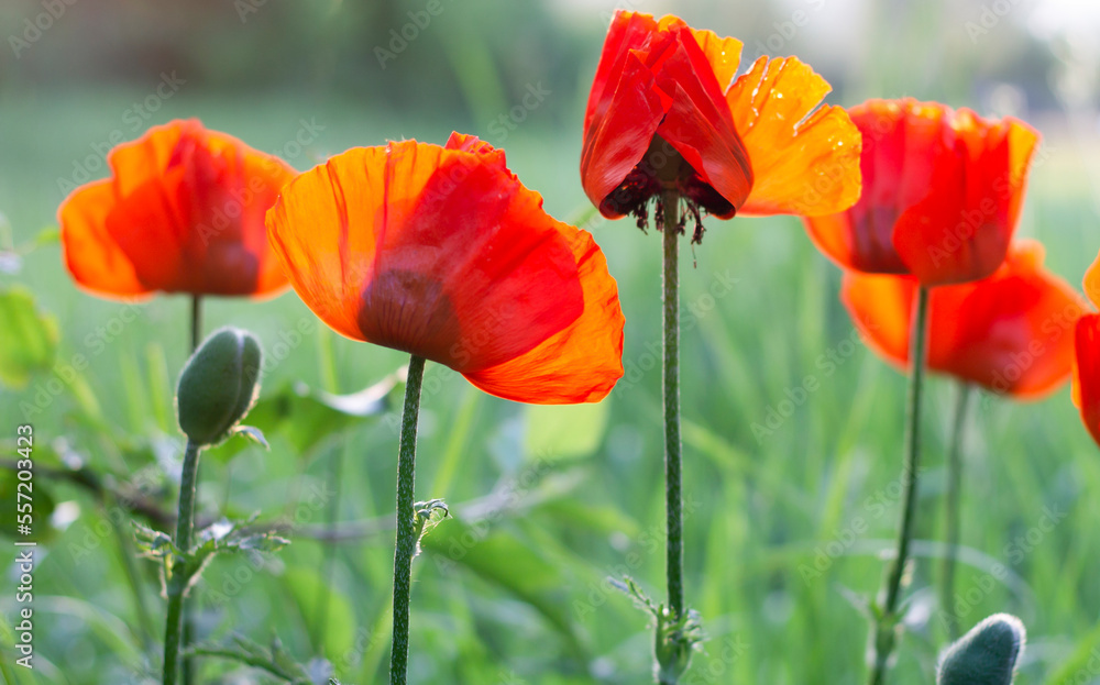 Obraz premium red poppy field