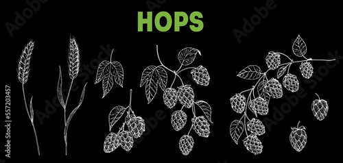 Beer ingredients vector illustration. Vintage design. Brewery design elements. Beer hop illustration. Hand drawn sketch design.