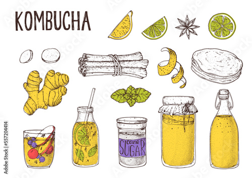 Kombucha tea and ingredients. Kombucha beverage Hand drawing elements collection. Hand drawn vector illustration. Kombucha drink. Tea mushroom, tea fungus, or Manchurian mushroom.