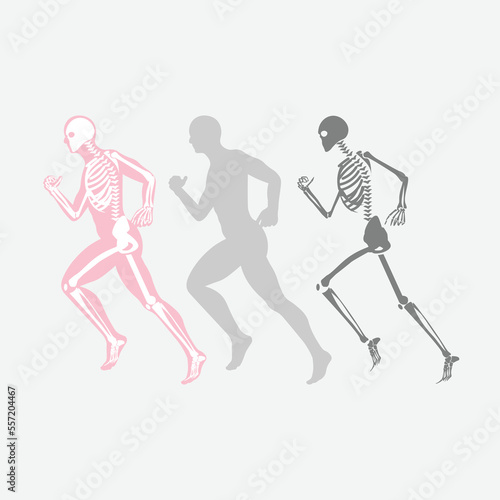 Running Pose Human Bones vector image