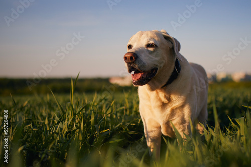 Happy dog in spring nature. Contented old labrador retriever during walk across field..