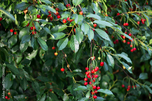 berries on a tree