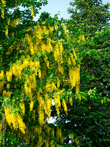 Fotografie Closeup of the blossoms of a laburnum tree