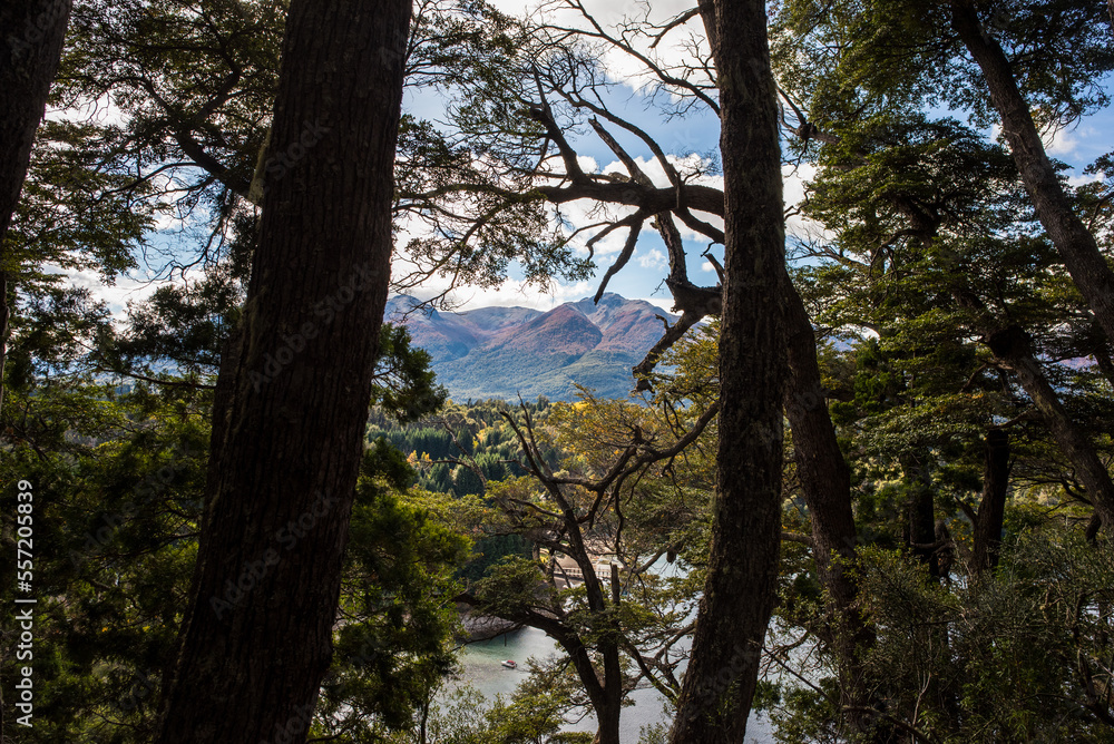 Fototapeta premium Trees and mountains in the forest