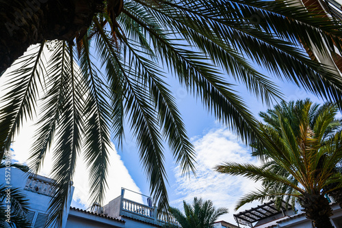 Palm leaves with clouds in the sky