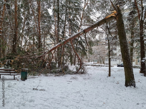 The consequences of a winter snowstorm in a city park. A broken pine tree, a fallen tree, a bench, snow.