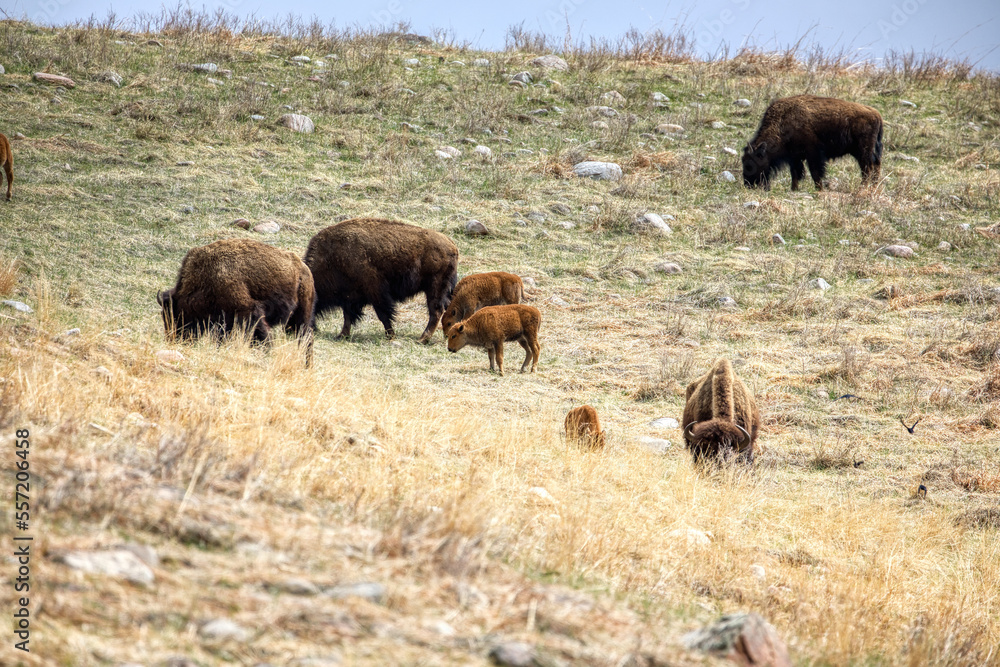 Custer State Park Custer State Park