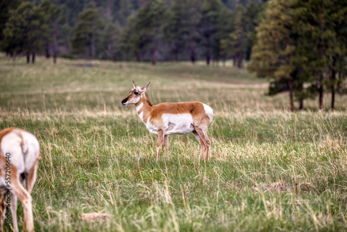 Custer State Park