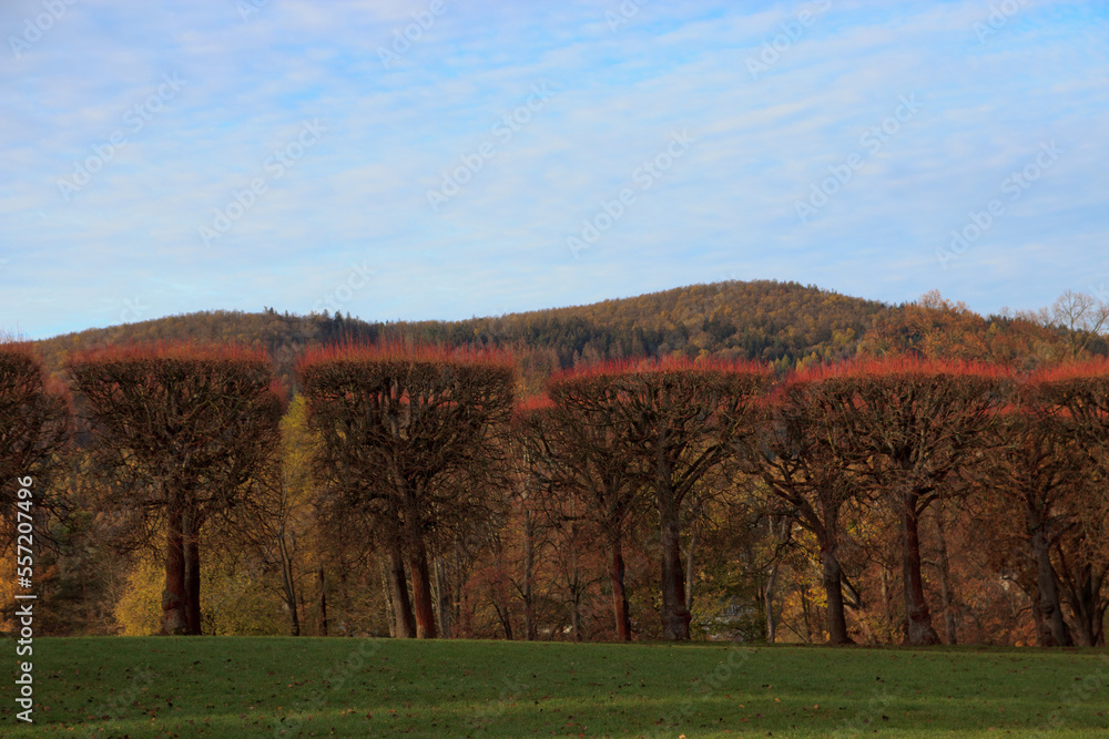 Glatte Bäume im Herbst