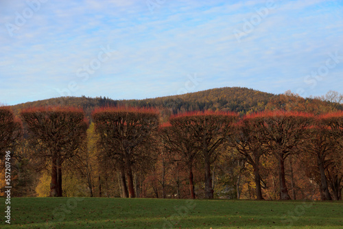 Fototapeta Naklejka Na Ścianę i Meble -  Glatte Bäume im Herbst