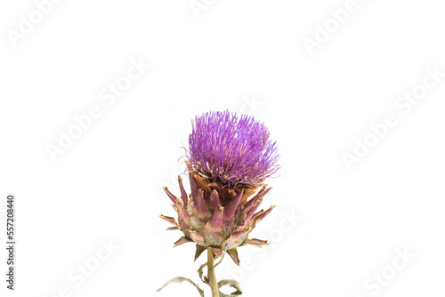 Planta cardo mariano sobre un fondo blanco liso y aislado. Vista de frente y de cerca. Copy space