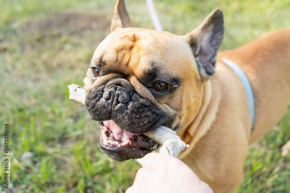French bulldog puppy with a big stick in the mouth in the park. Close up portrait