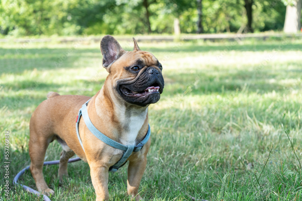 French bulldog puppy on walking in the summer park. Close up cute bulldog outside.	