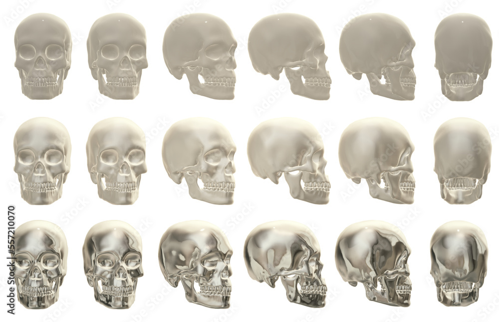Obraz premium skull head anatomy