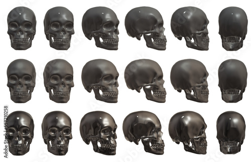 skull head anatomy