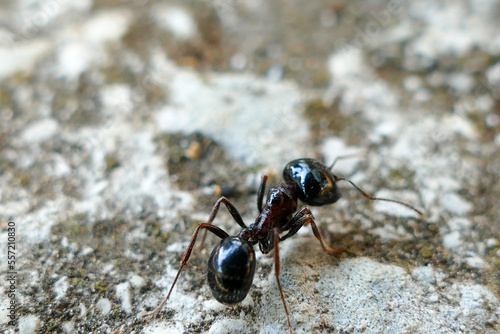 black ant on the ground © Dennis