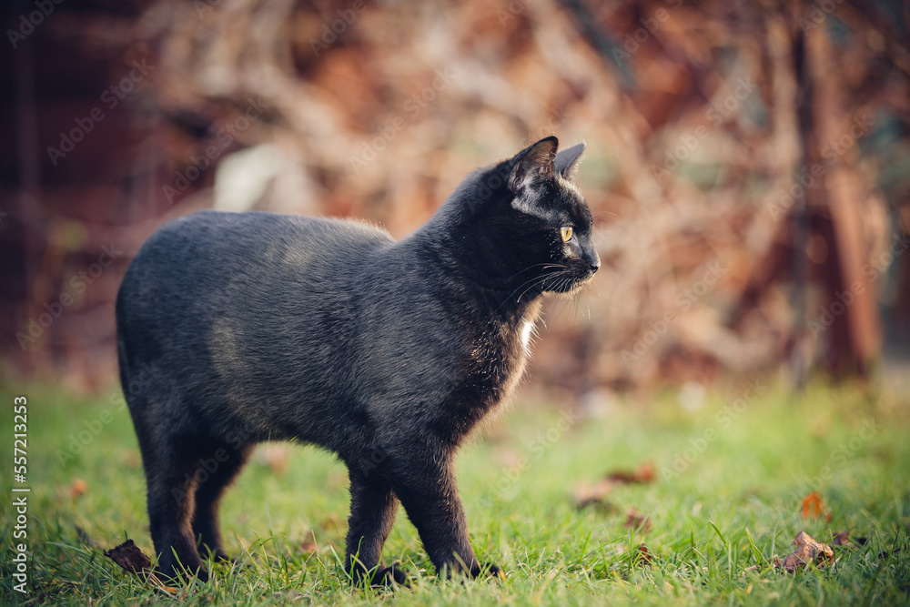 Fototapeta premium Black Cat