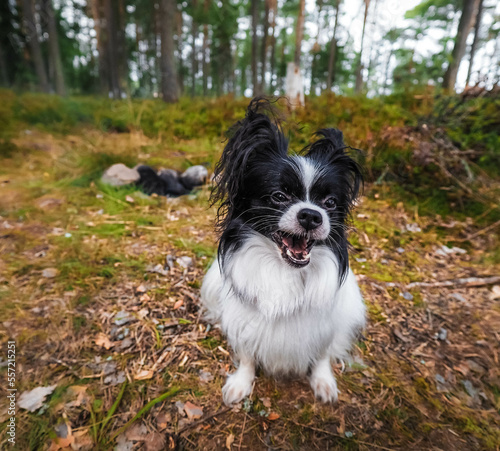 black and white dog