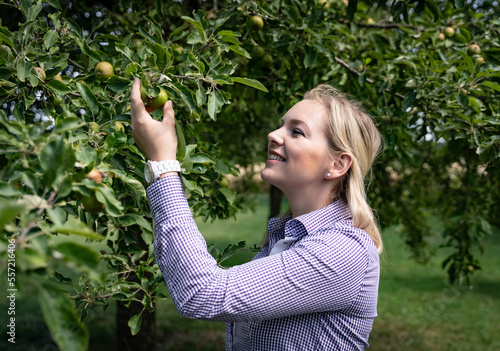 Obstanbau - junge Frau prüft das Wachstum junger Äpfel am Baum.