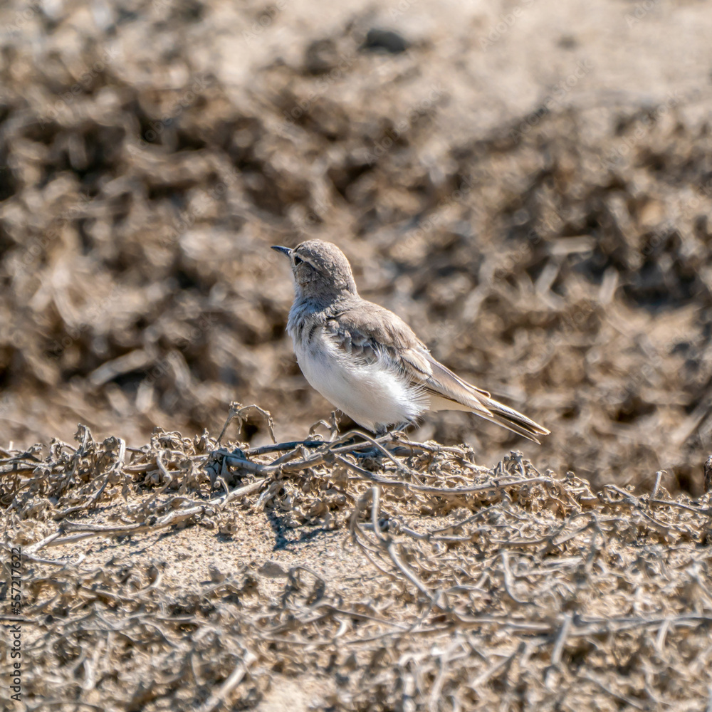 A Common miner living in the Pisco Desert, Peru A Common miner living in the Pisco Desert, Peru