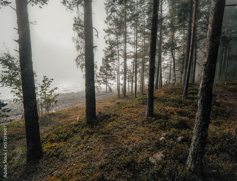 Naklejka premium morning in the woods