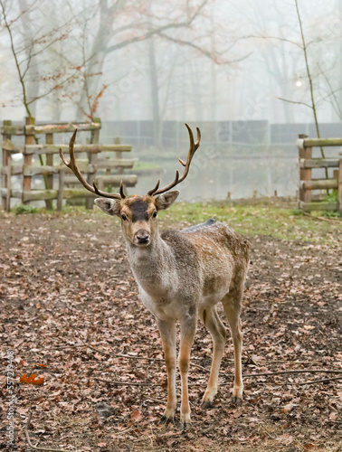 Bison and deer farm in the Historical Park of Pszczyna in Poland