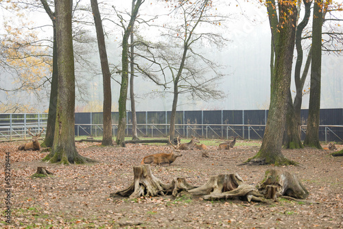 Bison and deer farm in the Historical Park of Pszczyna in Poland