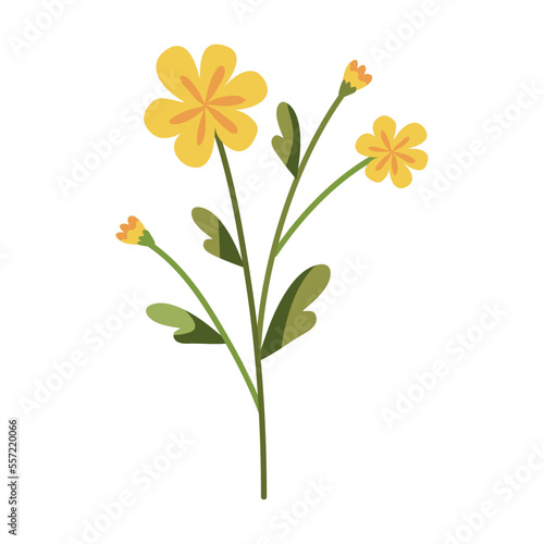 yellow flowers garden