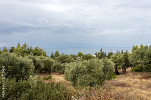 Fototapeta Naklejka Na Ścianę i Meble -  Landscape Harvest ready to made extra virgin olive oil.