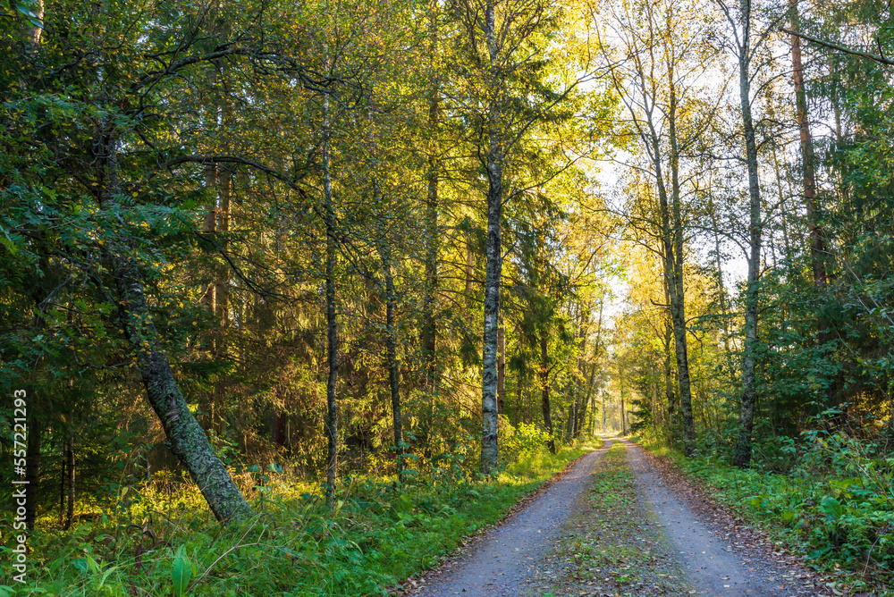 Naklejka premium Gravel road in the forest. Jakobstad/Pietarsaari, Finland.
