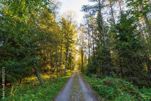 Gravel road in the forest. Jakobstad/Pietarsaari, Finland.  photo