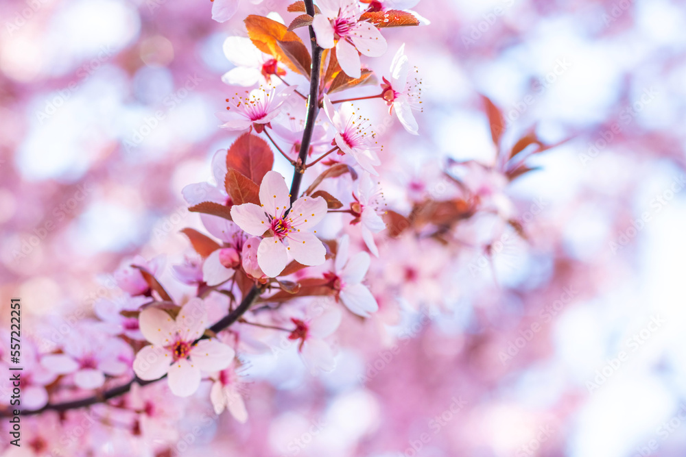 Sakura blossoms. Pink sakura flowers on a tree in pink tones