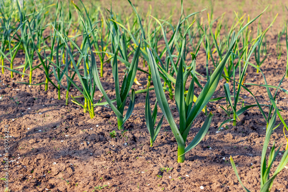 Green shoots of garlic on the bed. Growing garlic Green shoots of garlic on the bed. Growing garlic