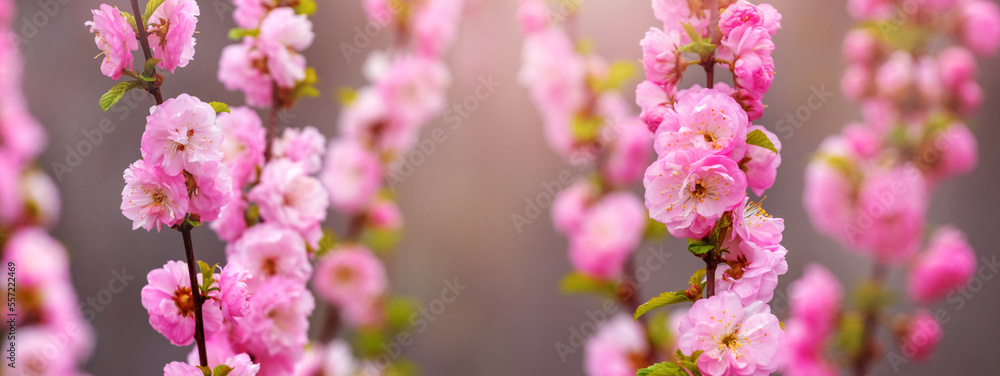 Sakura flowering. Large lush sakura flowers on a tree on a dark background in red tones in sunny weather Sakura flowering. Large lush sakura flowers on a tree on a dark background in red tones in sunny weather