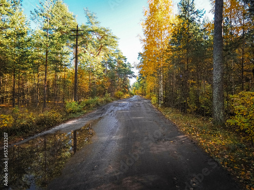 autumn in the forest