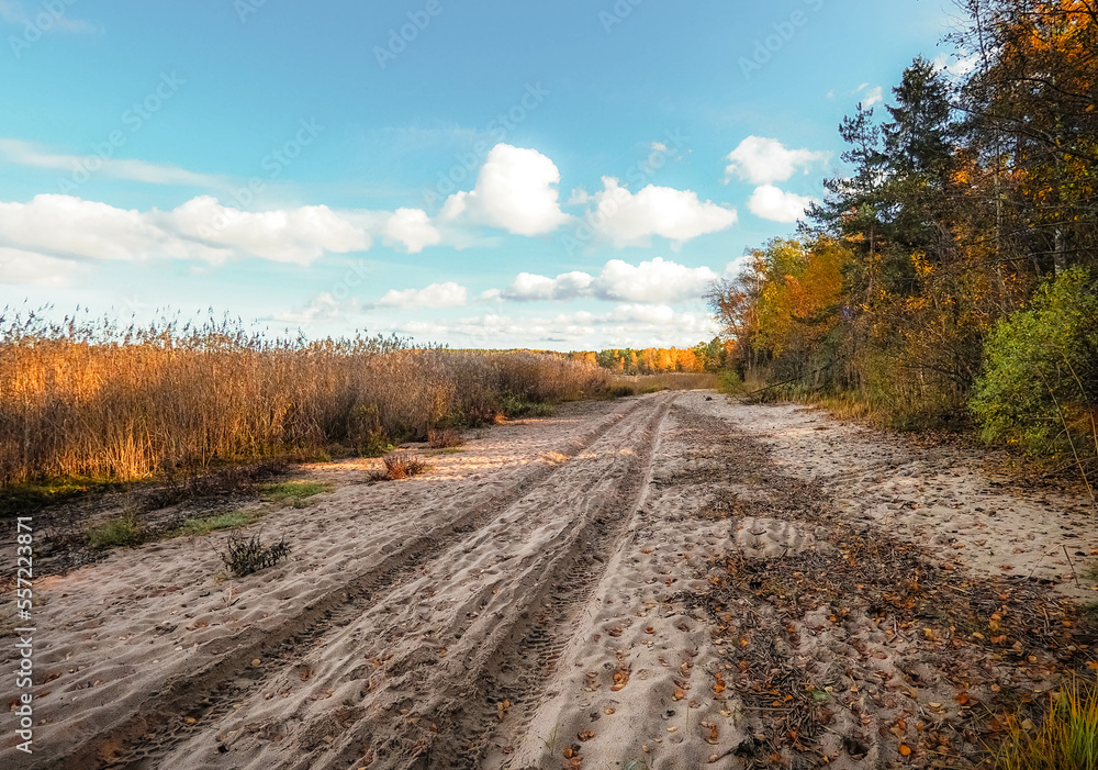 Naklejka premium road in autumn