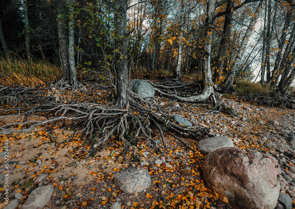Obraz premium fallen tree on the beach