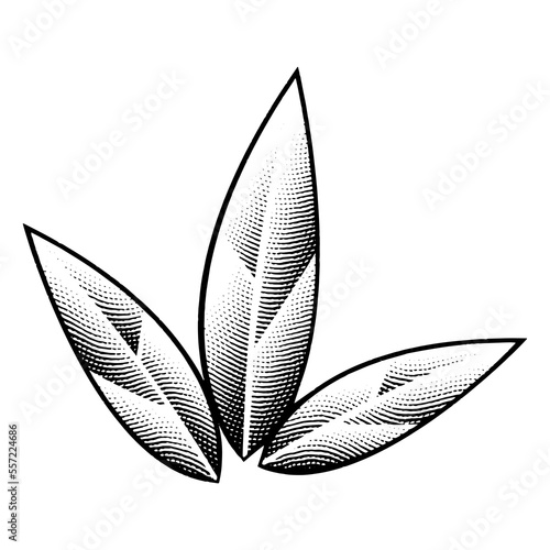Scratchboard Engraved Tobacco Leaves