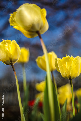 Fototapeta Naklejka Na Ścianę i Meble -  beautiful tulip buds bloom and smell in a botanical garden