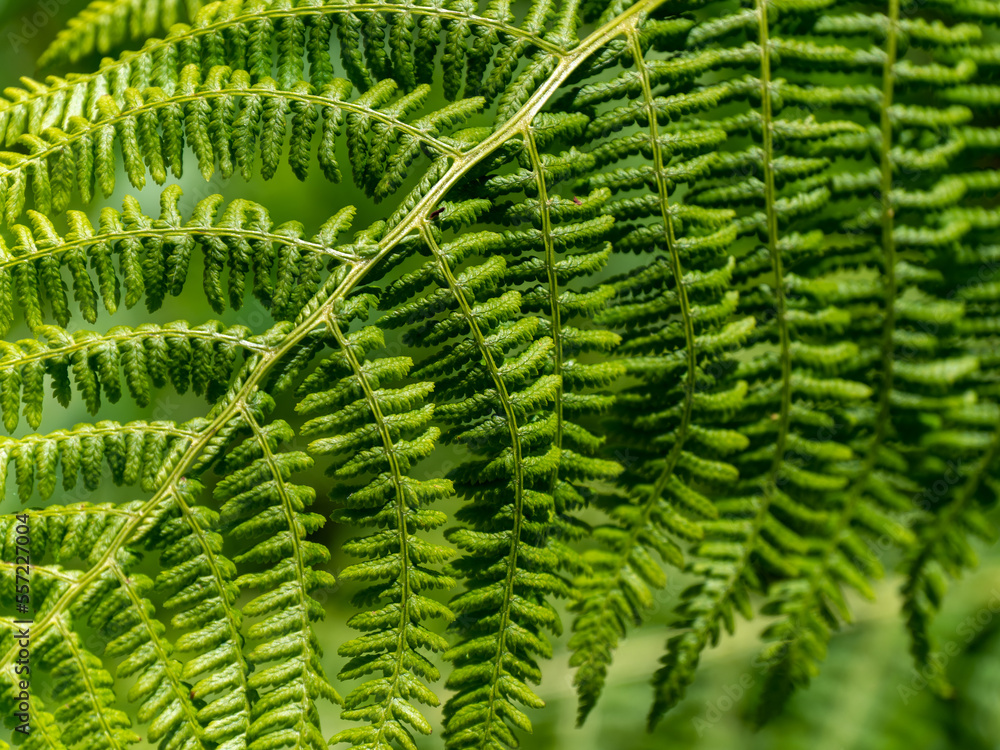 A leaf of a fern plant, a close-up shot. Beautiful plant, macro photo. Green fern plant in close up A leaf of a fern plant, a close-up shot. Beautiful plant, macro photo. Green fern plant in close up