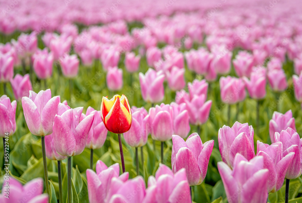 Closeup of a tulip field with pink flowers. One strangely colored tulip flower immediately catches the eye.