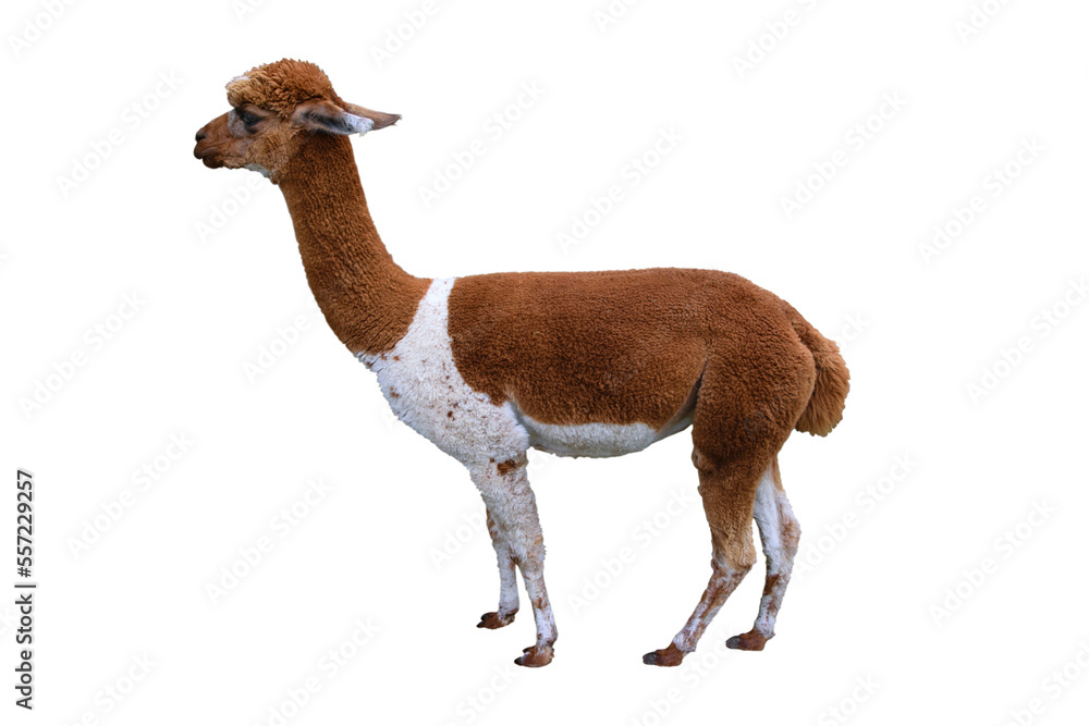 Obraz premium Brown White Calico Alpaca Llama isolated on a transparent background.