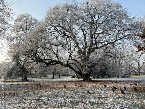 Wallpaper Mural winter tree snow blue sky frost Torontodigital.ca