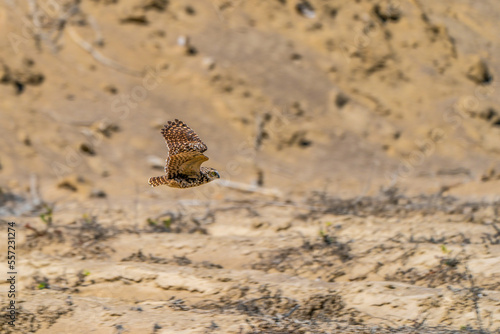 Low-flying desert owl photo